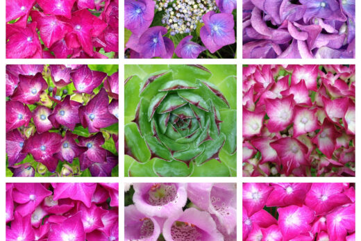 Collage van bloemen gemaakt in Diptic