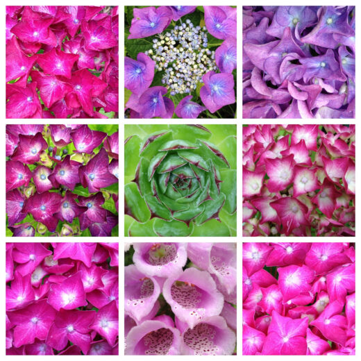 Collage van bloemen gemaakt in Diptic