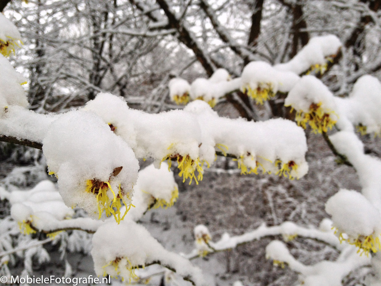 Onderwerp foto: bloeiende toverhazelaar. Benadrukken: gele kleur bloemetjes in een zwart-witte wereld, heel dichtbij gefotografeerd,