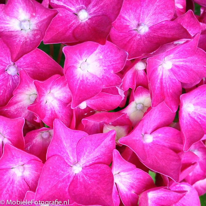 Detail van een erg roze hortensia gefotografeerd met een iPhone 4s