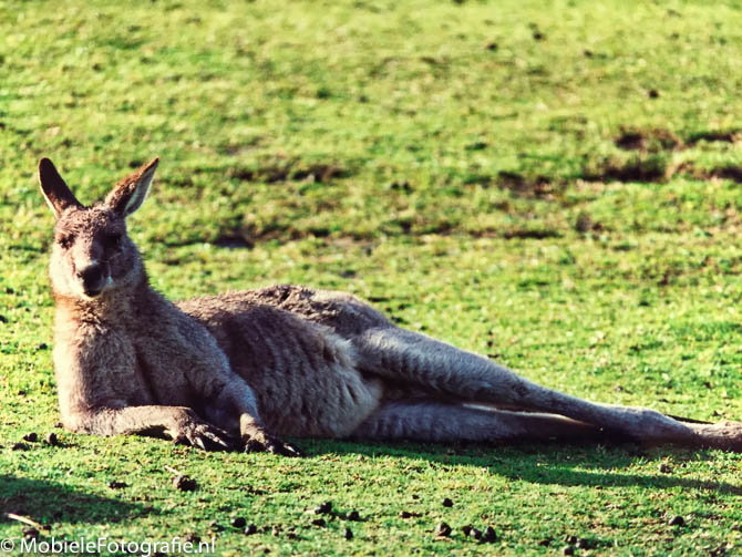 De gekopieerde foto van de kangoeroe na bewerking in Snapseed.