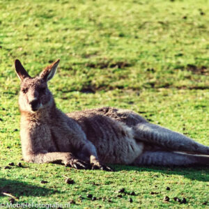De gekopieerde foto van de kangoeroe met Snapseed bewerkt op de mobiele telefoon.