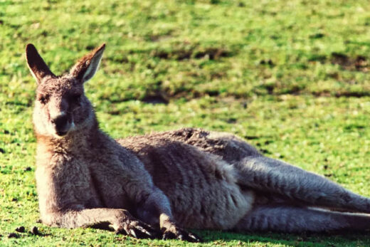 De gekopieerde foto van de kangoeroe met Snapseed bewerkt op de mobiele telefoon.