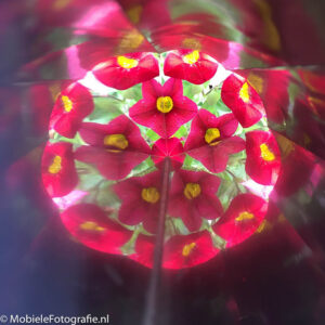 Foto van rode bloemen - gefotografeerd door de kaleidoscoop.