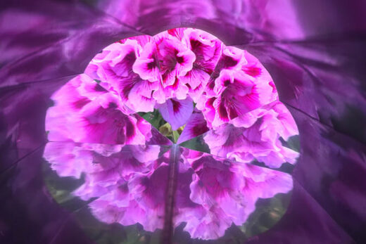 Paarse bloemen - gefotografeerd door de opengewerkte kaleidoscoop.