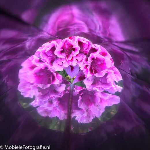 Paarse bloemen - gefotografeerd door de opengewerkte kaleidoscoop.