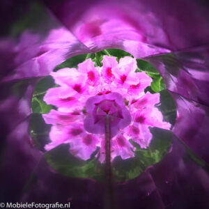 Foto van bloemen - gefotografeerd door de kaleidoscoop.