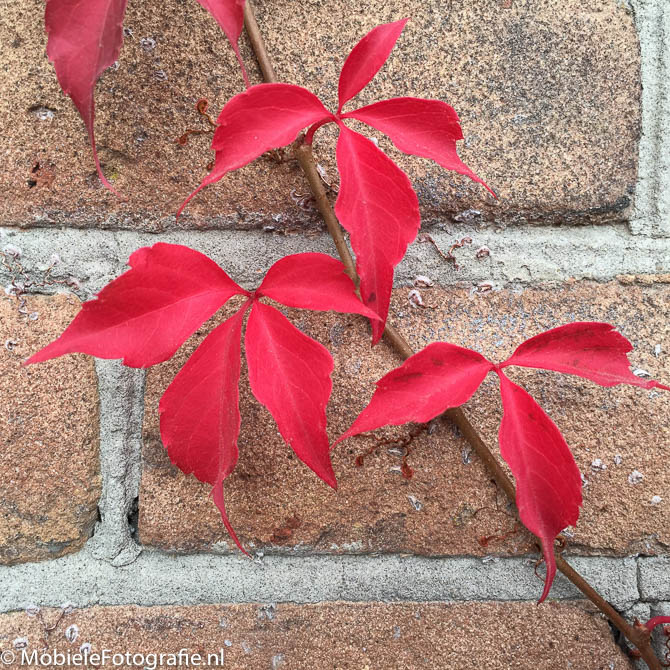 Herfstbladeren tegen een bakstenen muur [iPhone 6].