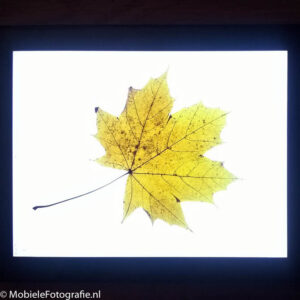 Een herfstblaadje op een wit iPad-scherm. [Lumia 640 LTE]