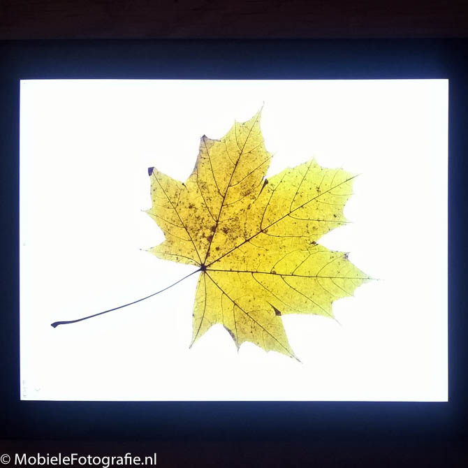 Een herfstblaadje op een wit iPad-scherm. [Lumia 640 LTE]