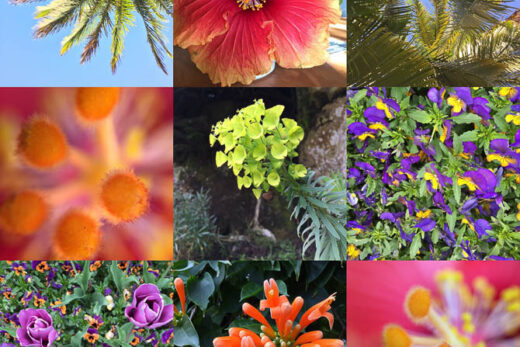 Layout collage van planten en bloemen.