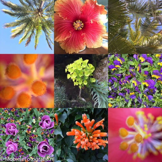 Layout collage van planten en bloemen.