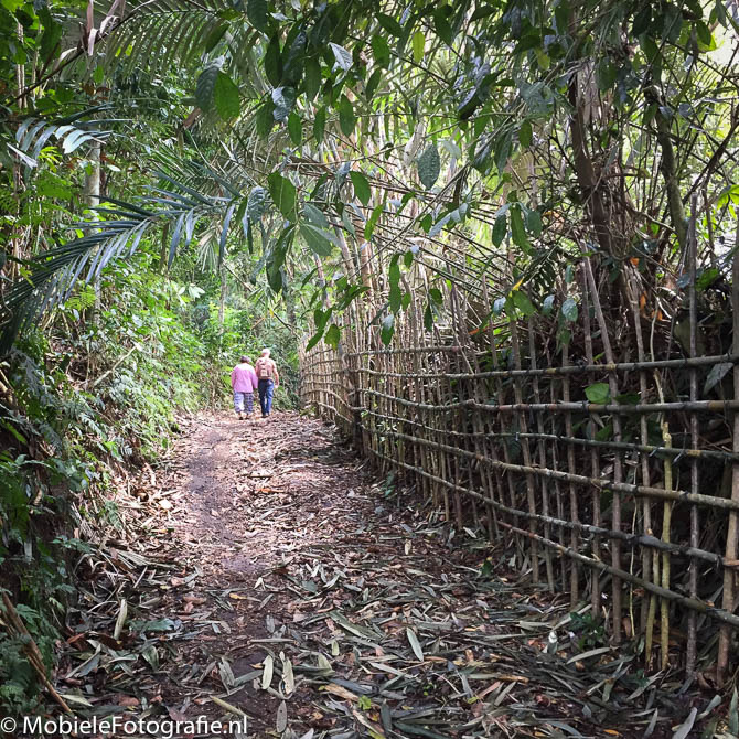 Foto van Wandelaars op een tropisch bospad. [iPhone 6]