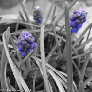 De paarse bloemetjes zijn weer teruggekleurd met de 'spatten' bewerking van Aviary. [iPhone 6]