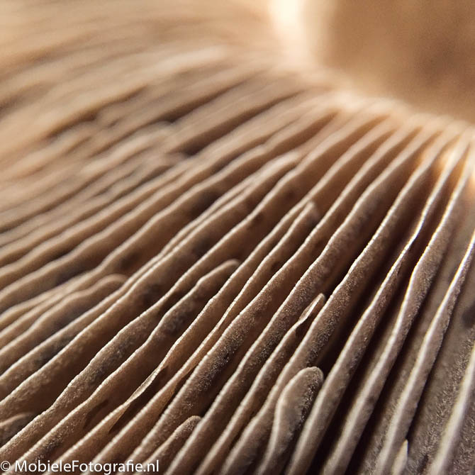 Macrofoto van een champignon. [iPhone 6 met Olloclip]