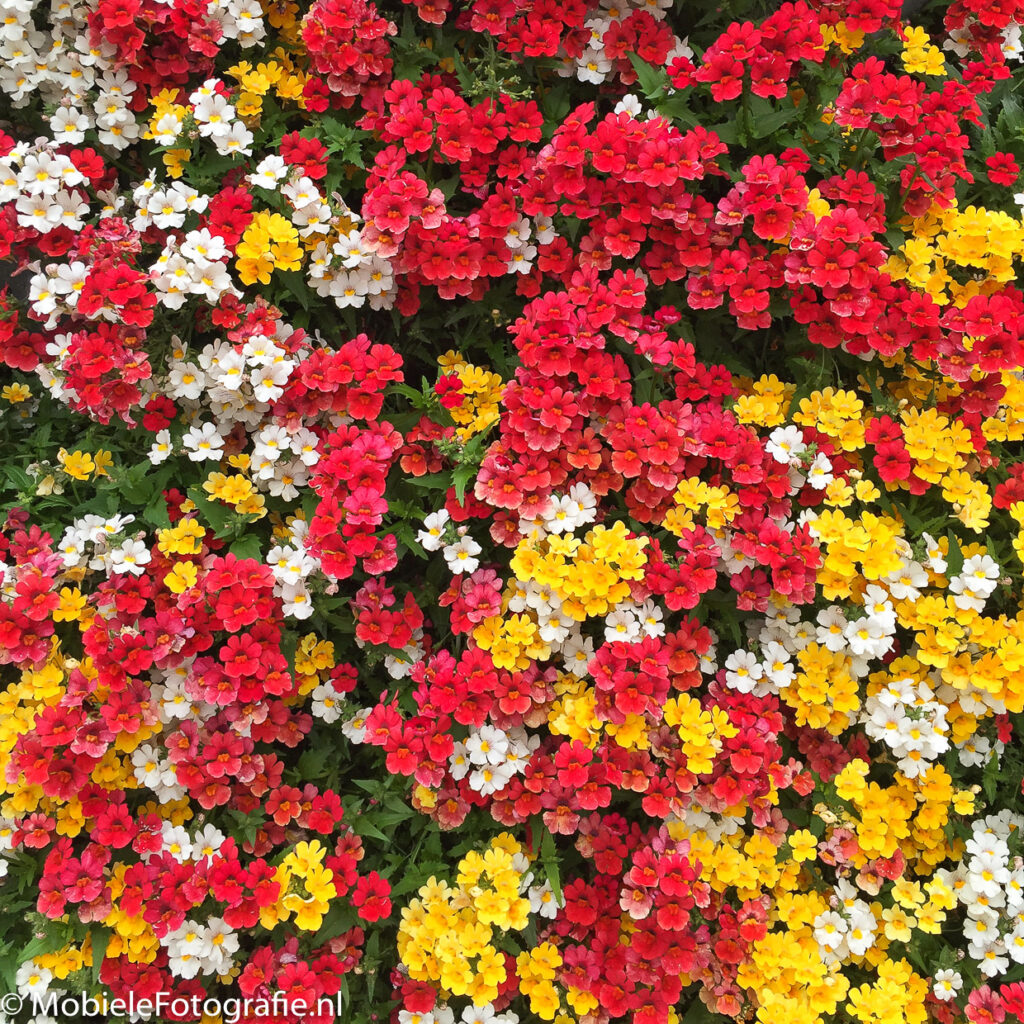 foto van Bloembak vol met kleine bloemetjes. [iPhone 6]