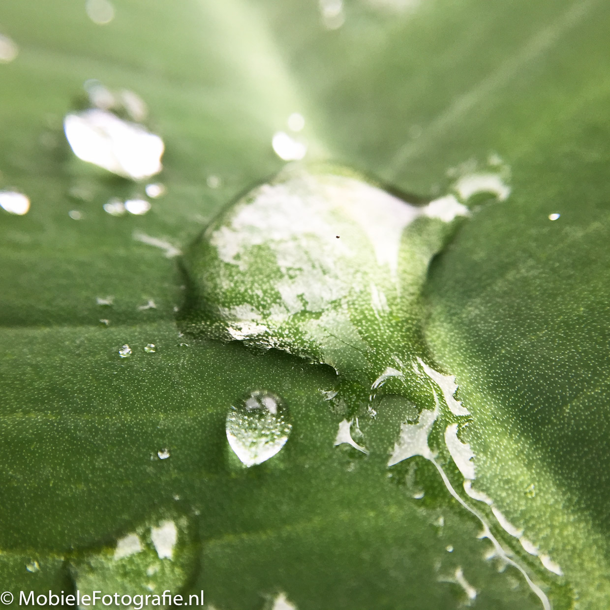 Waterdruppel op blaadje na een flinke regenbui. [iPhone 6]