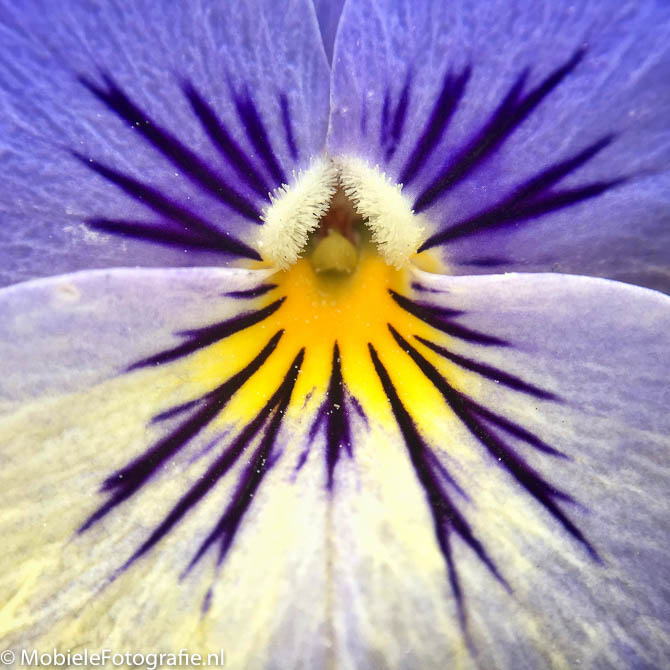 Macrofoto van een viooltje. [iPhone 6 met Olloclip]