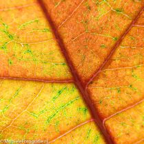 Macrofoto’s van herfstbladeren – met je mobiele telefoon
