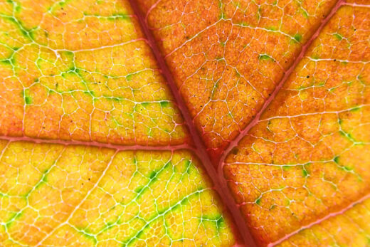 Macrofoto van herfstblaadje met iPhone6 en Ollolclip