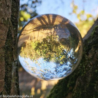 Foto van Glazen bol ingeklemd tussen twee boomtakken. [iPhone6]
