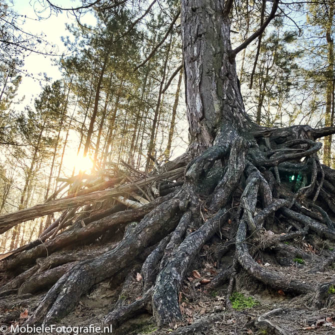 HDR fotografie bij zonsopkomst in het bos.