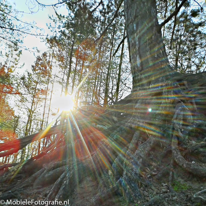 HDR foto van zonsopkomst in het bos [Samsung Galaxy Trend met HDR Camera app]